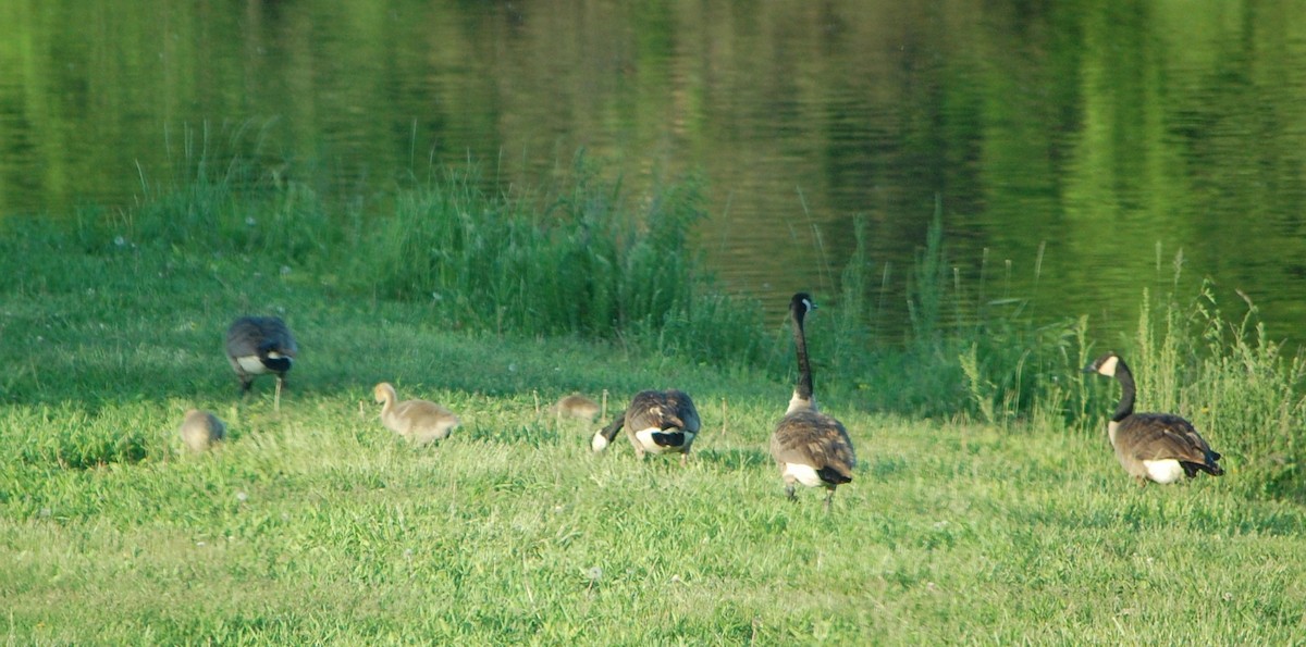 Canada Goose - ML635659167