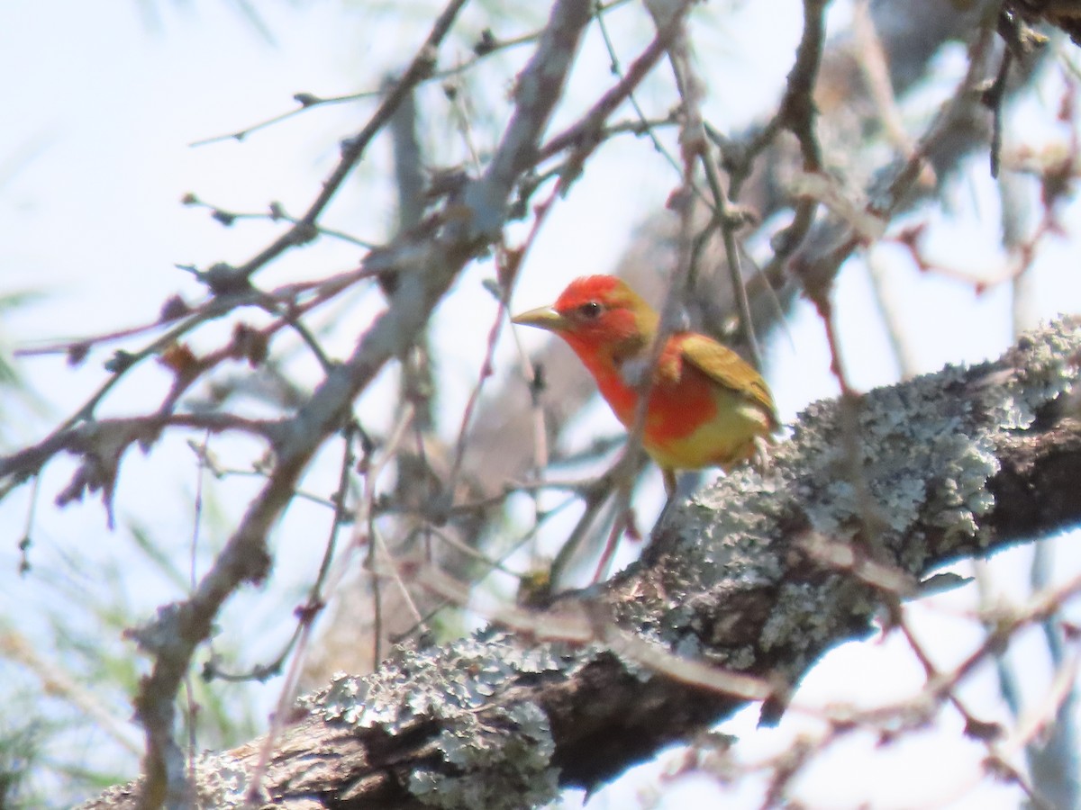 Summer Tanager - ML635659176