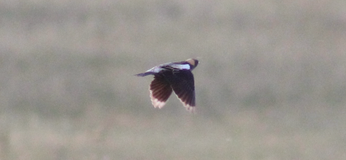 Bobolink - ML635659177