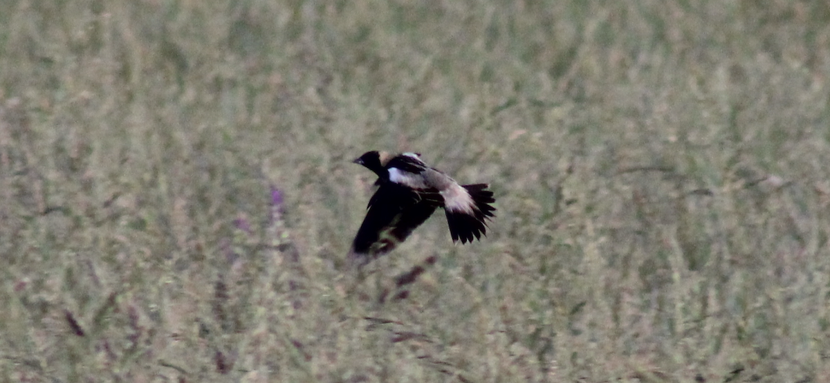 Bobolink - ML635659178
