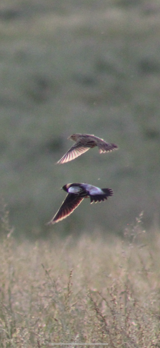 Bobolink - ML635659179