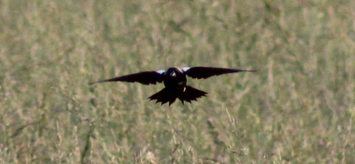 Bobolink - ML635659180