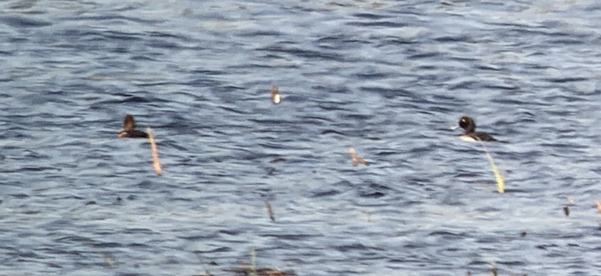 Greater Scaup - ML635659249