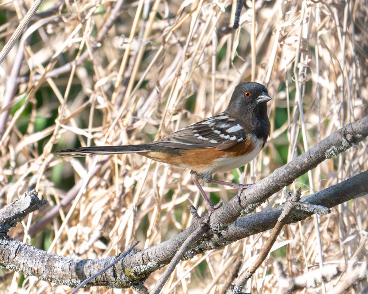 Spotted Towhee - ML635659291