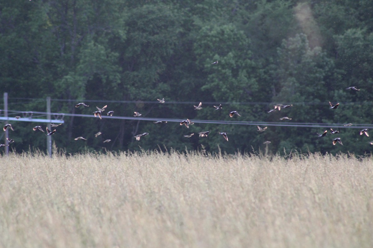 Bobolink - ML635659339