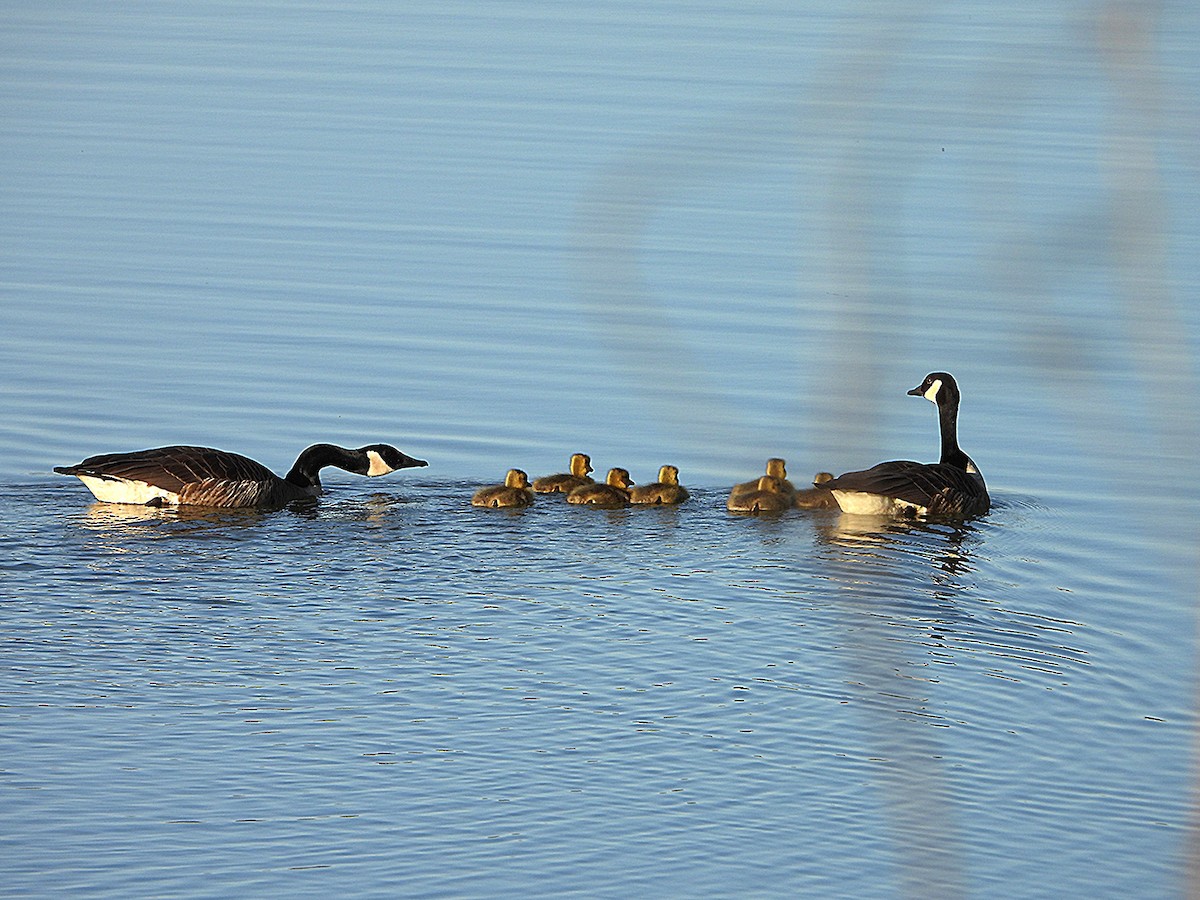 Canada Goose - ML635659472