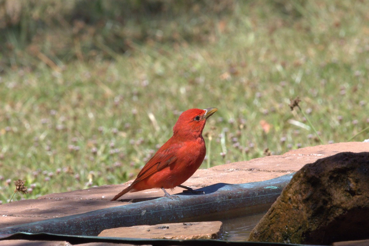 Summer Tanager - ML635659616