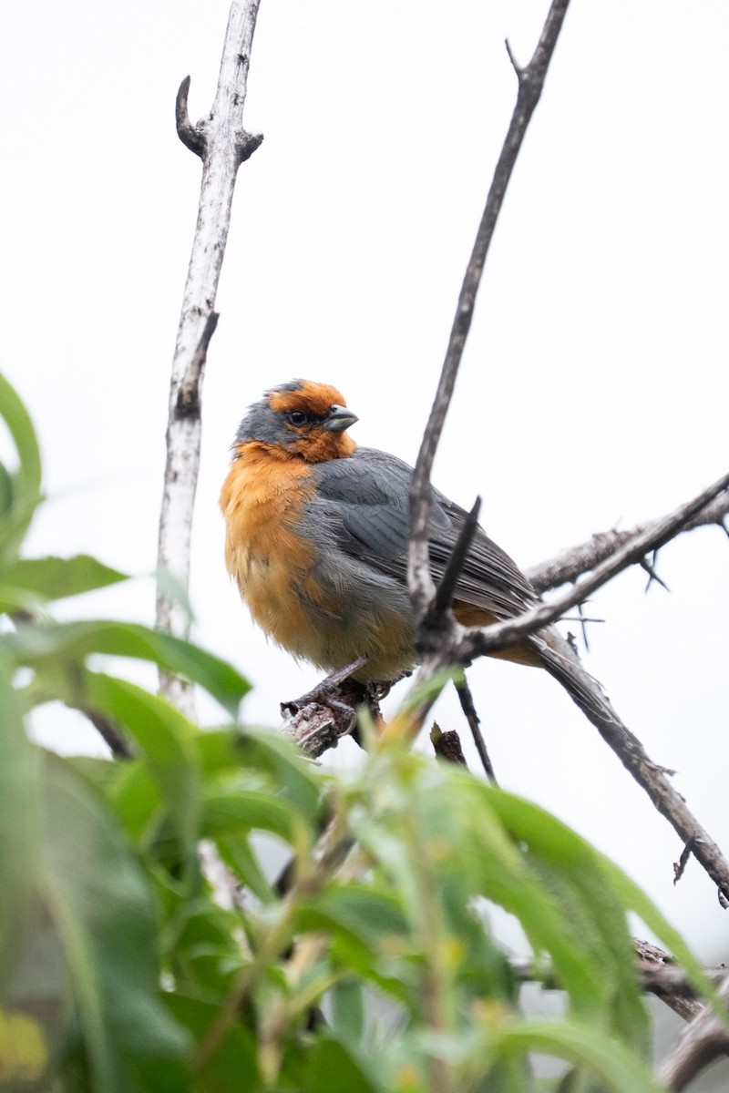 Cochabamba Mountain Finch - ML635659841