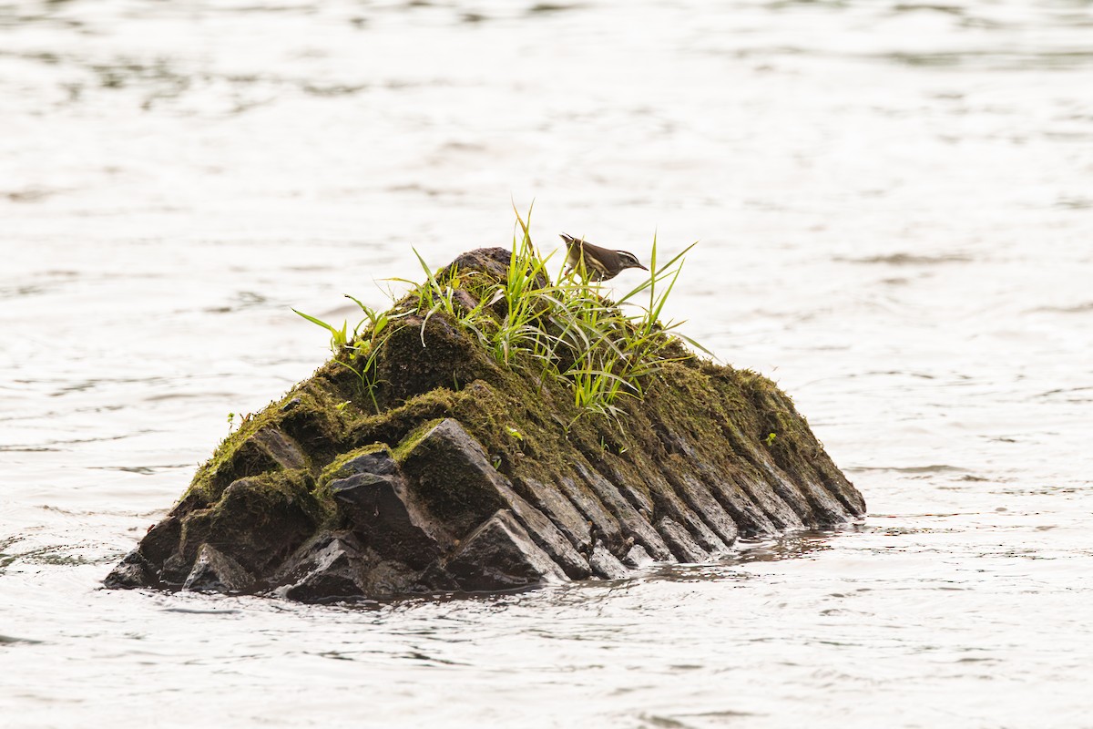 Louisiana Waterthrush - ML635659885
