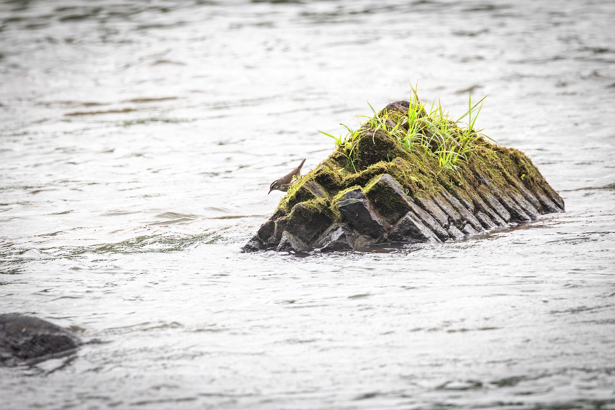 Louisiana Waterthrush - ML635659886
