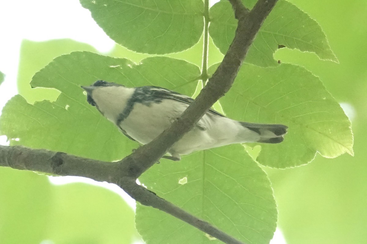Cerulean Warbler - ML635659931