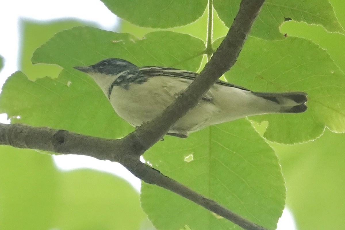 Cerulean Warbler - ML635659932