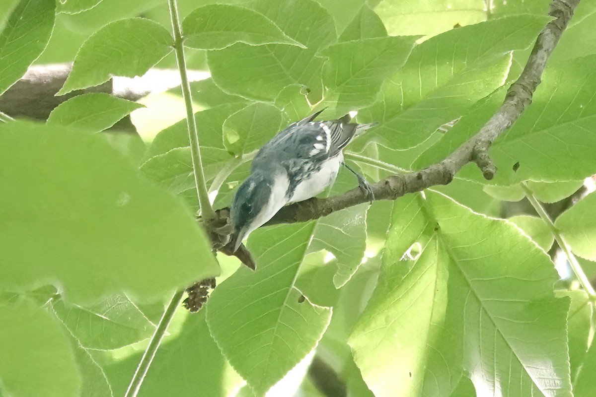 Cerulean Warbler - ML635659933