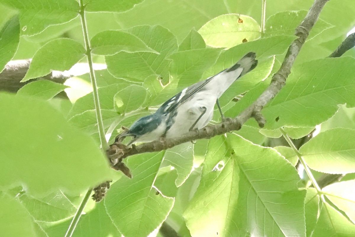 Cerulean Warbler - ML635659934