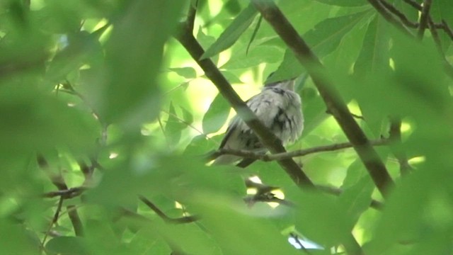 Cerulean Warbler - ML635659953