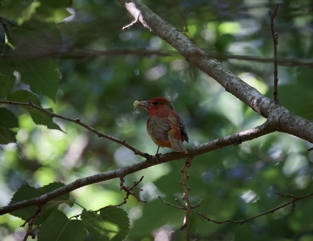 Summer Tanager - ML635660033