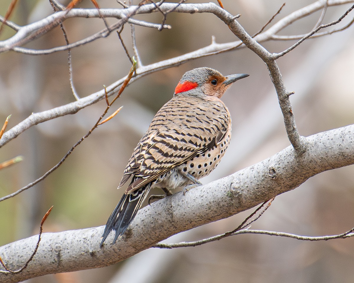 Northern Flicker - ML635660038