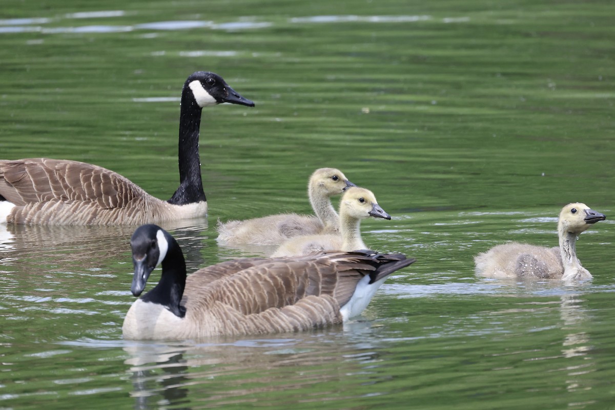 Canada Goose - ML635660095