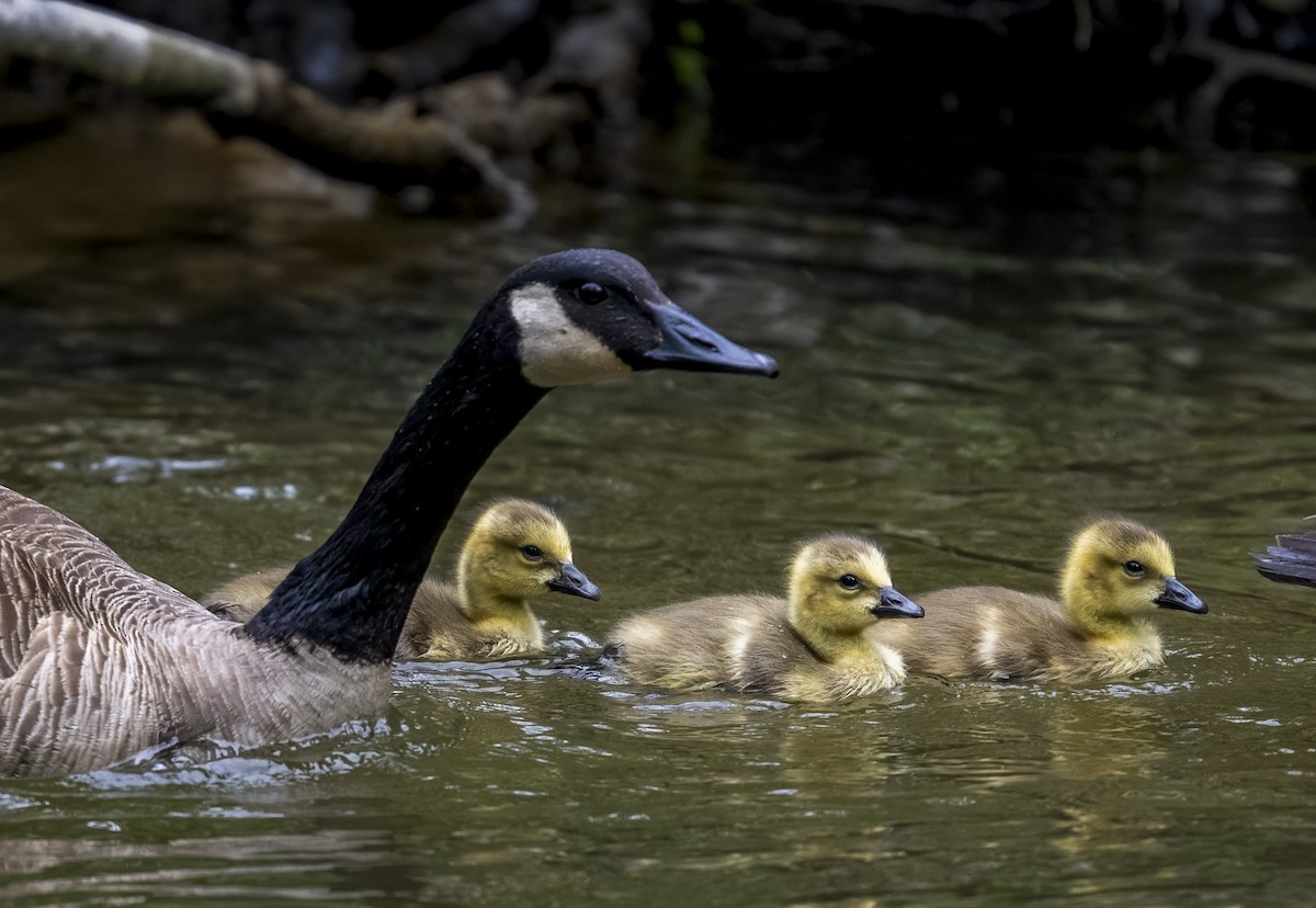 Canada Goose - ML635660096