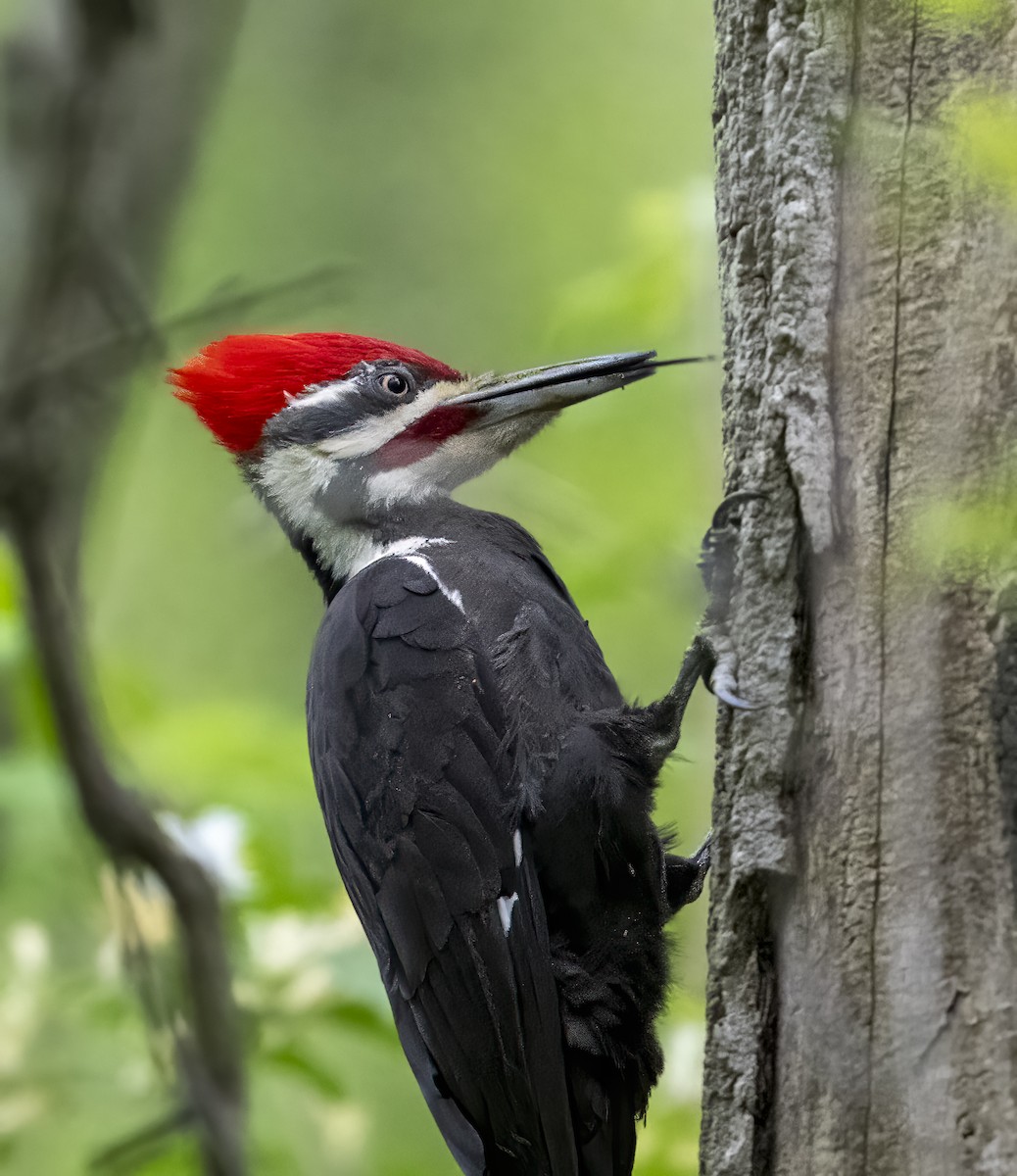 Pileated Woodpecker - ML635660120