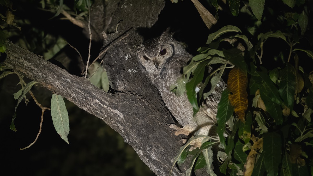 Grayish Eagle-Owl - ML635660166