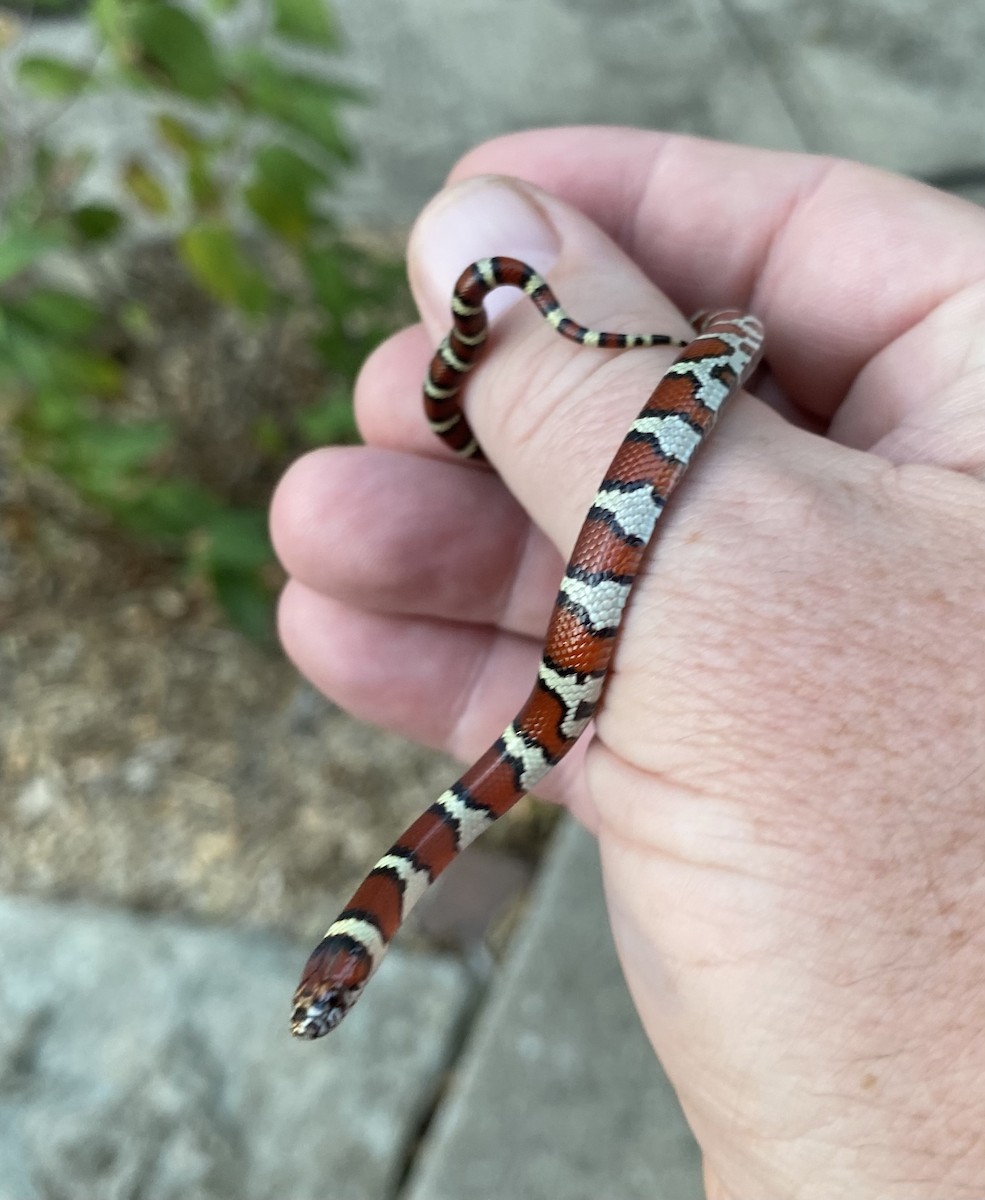 Eastern Milksnake - ML635660231