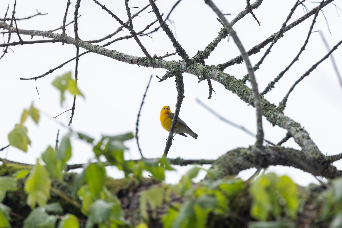 Prothonotary Warbler - ML635660271
