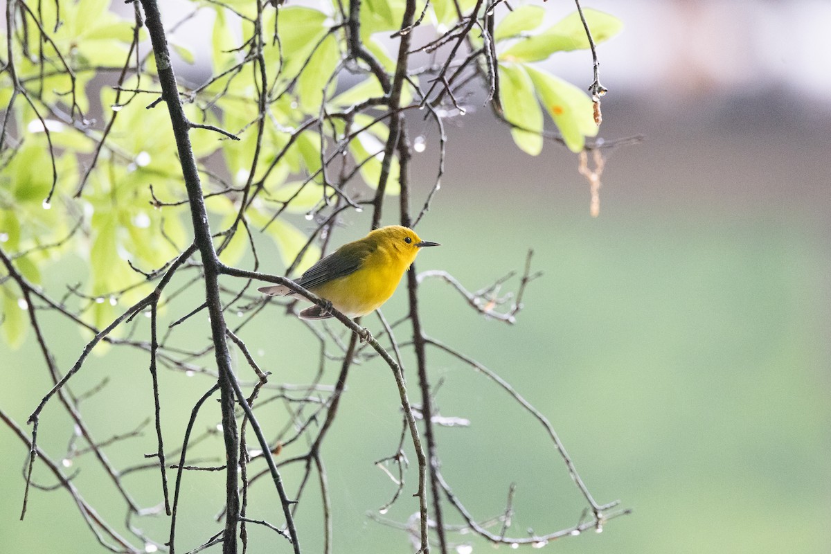 Prothonotary Warbler - ML635660272