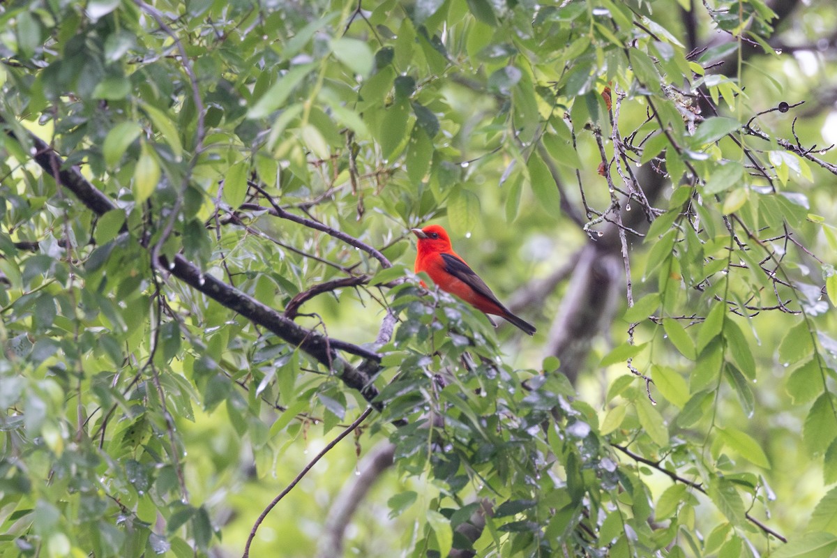 Scarlet Tanager - ML635660330