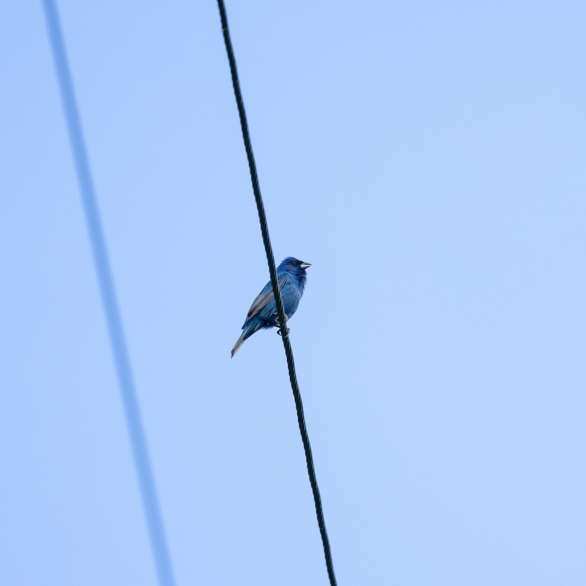 Indigo Bunting - ML635660363