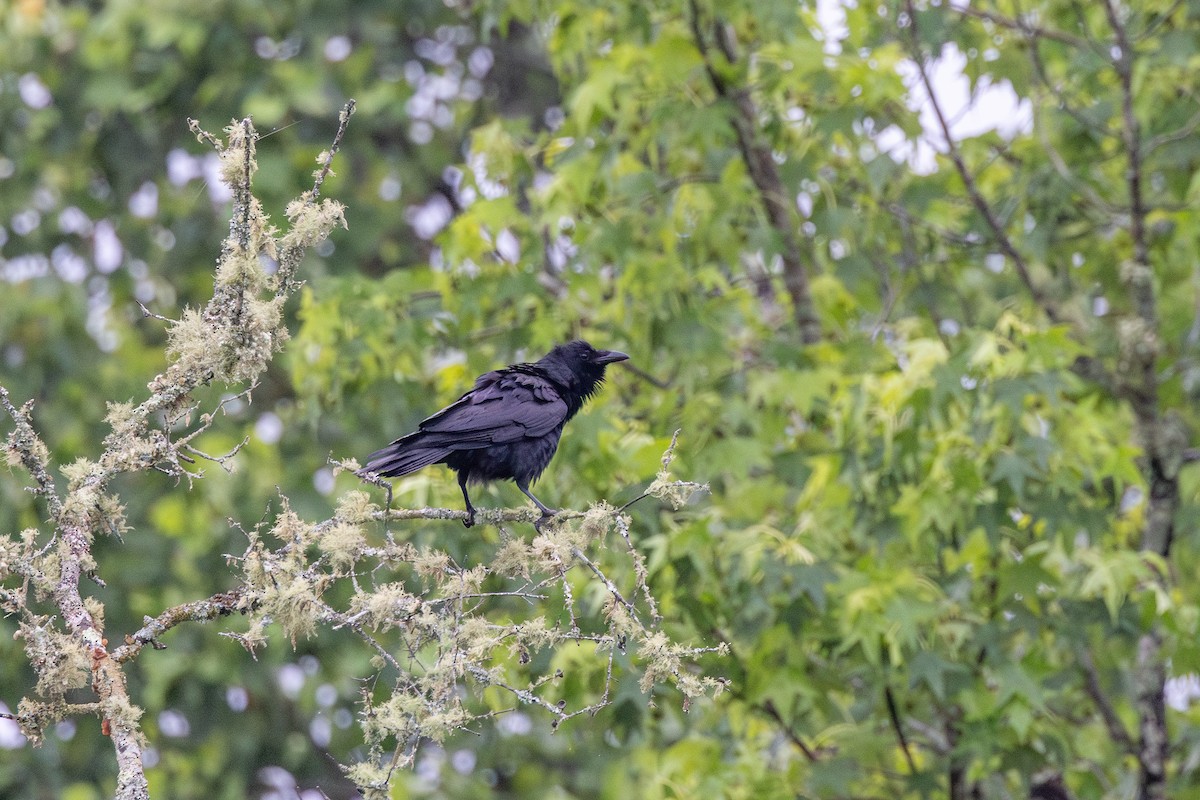Fish Crow - ML635660387