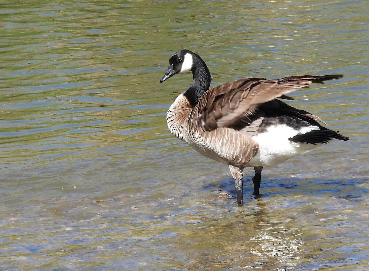 Canada Goose - ML635660444