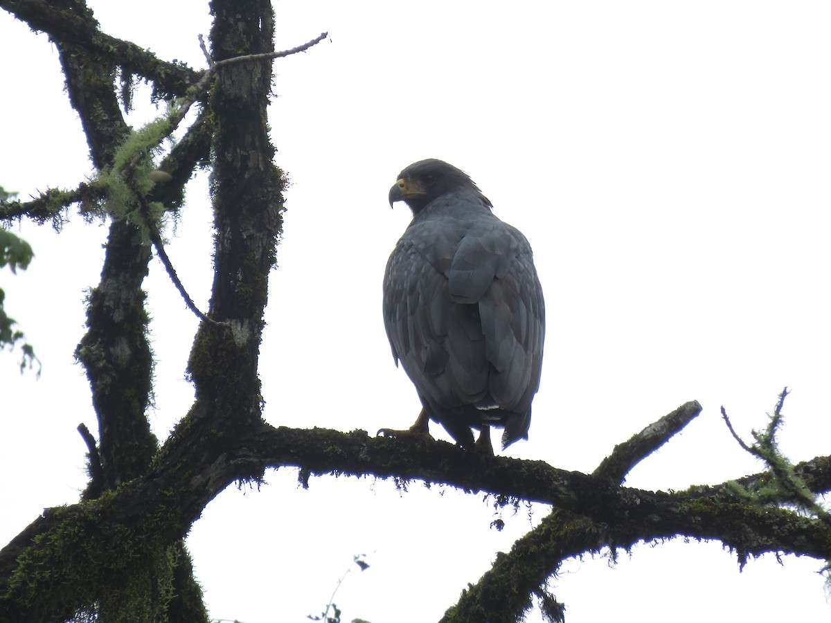 Solitary Eagle - ML635660462