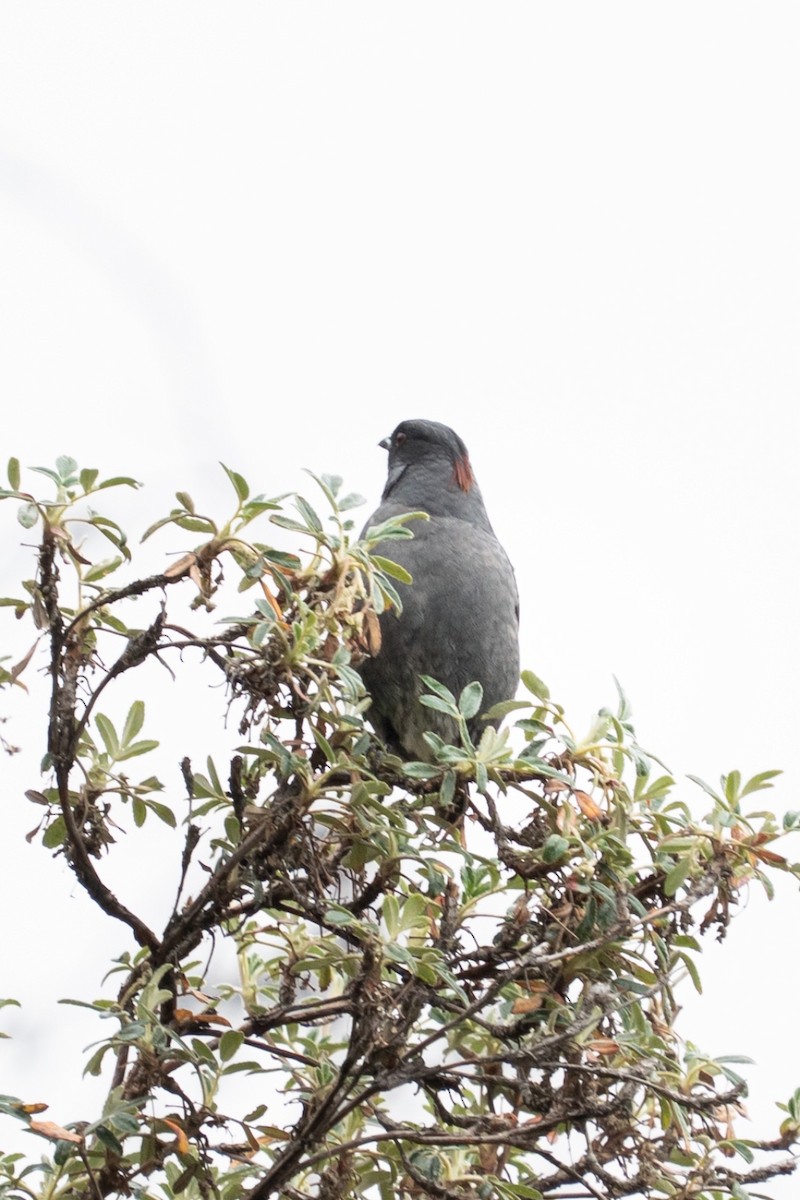 Red-crested Cotinga - ML635660525