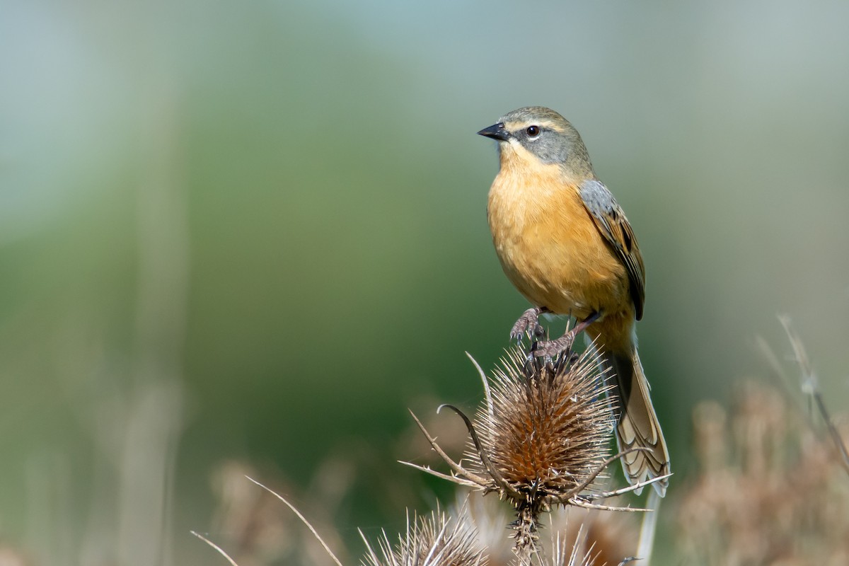 Long-tailed Reed Finch - ML635660555