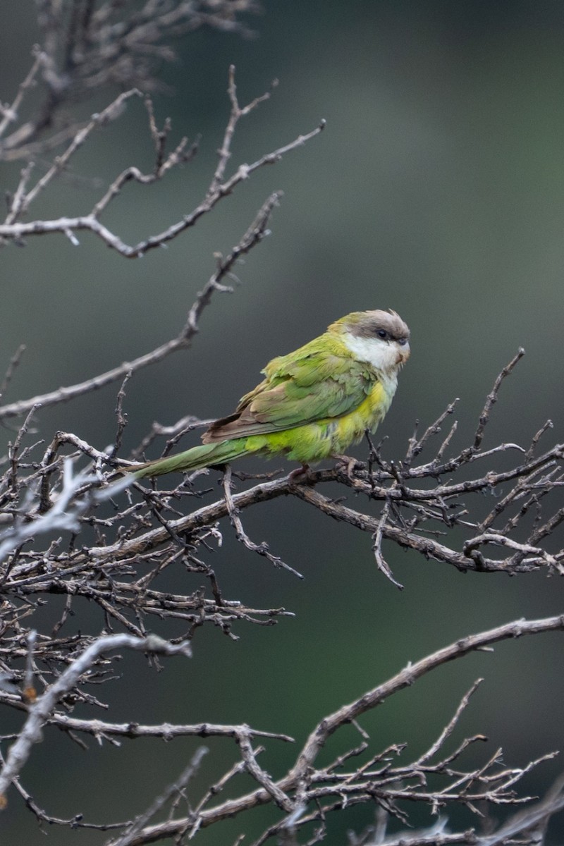 Gray-hooded Parakeet - ML635660576