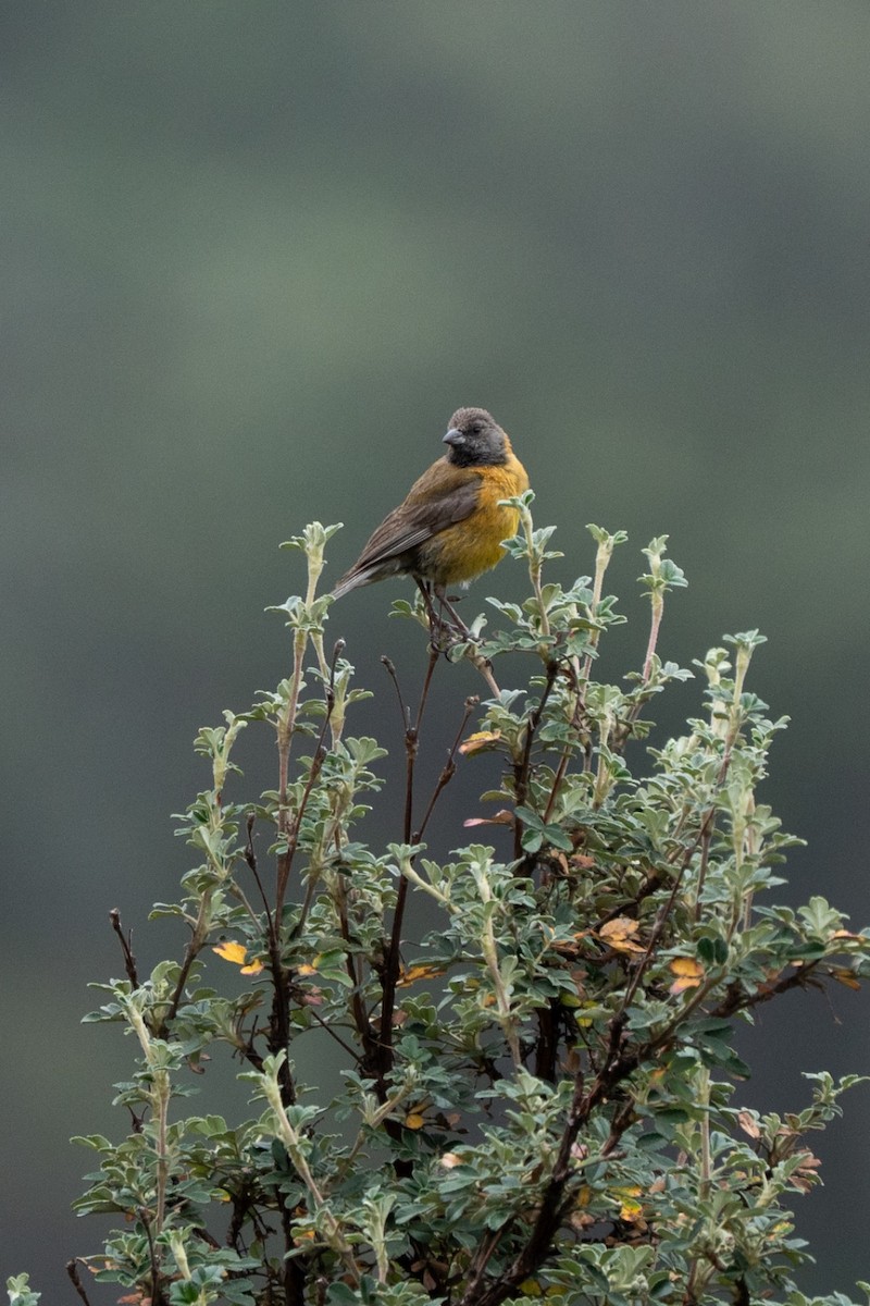 Black-hooded Sierra Finch - ML635660637