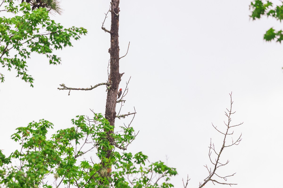 Red-bellied Woodpecker - ML635660656