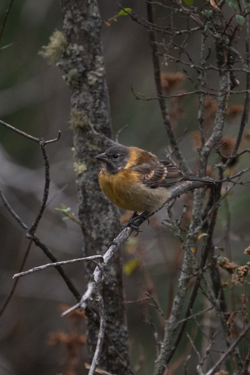 Black-hooded Sierra Finch - ML635660690