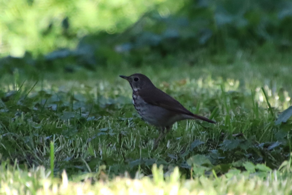 Hermit Thrush - ML635660723