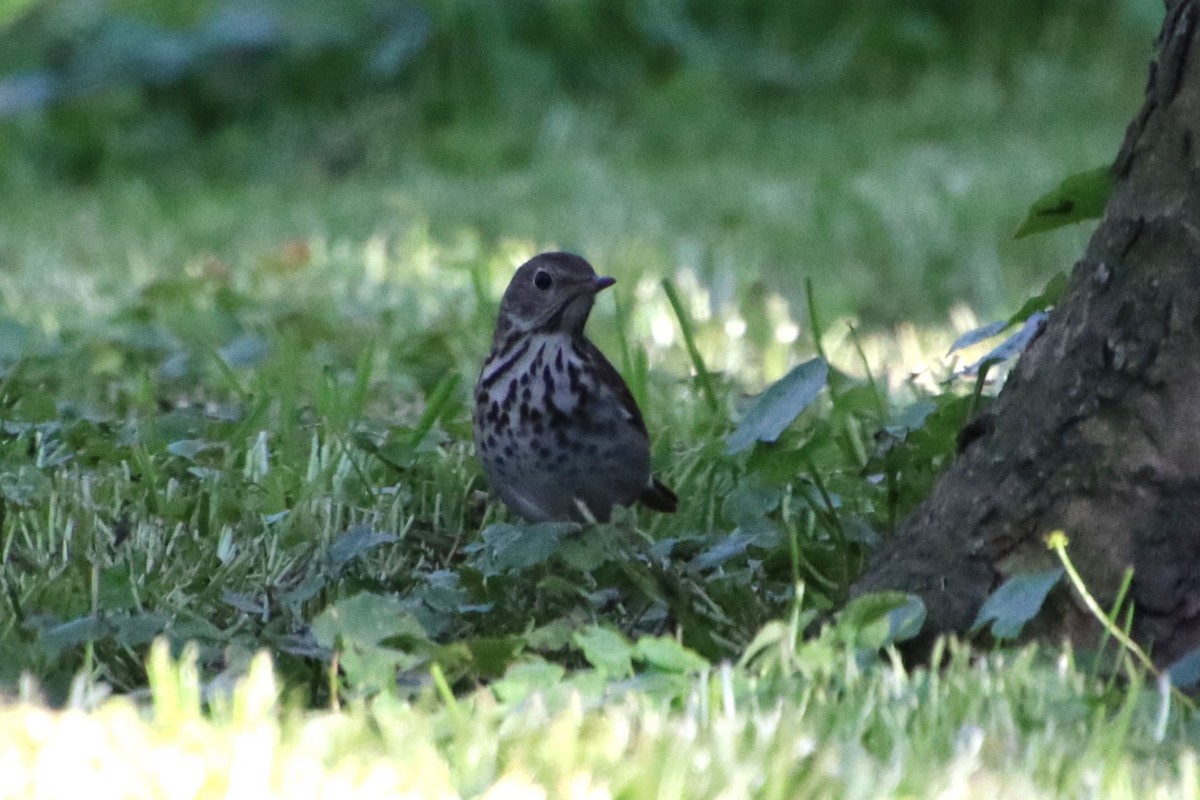 Hermit Thrush - ML635660724