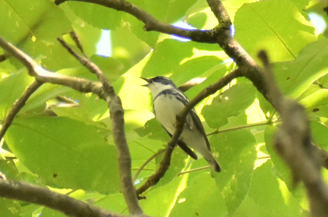 Cerulean Warbler - ML635660728