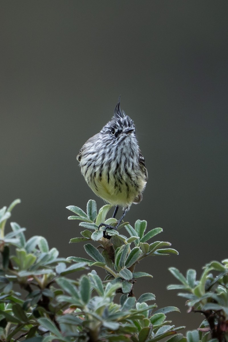 Tufted Tit-Tyrant - ML635660782