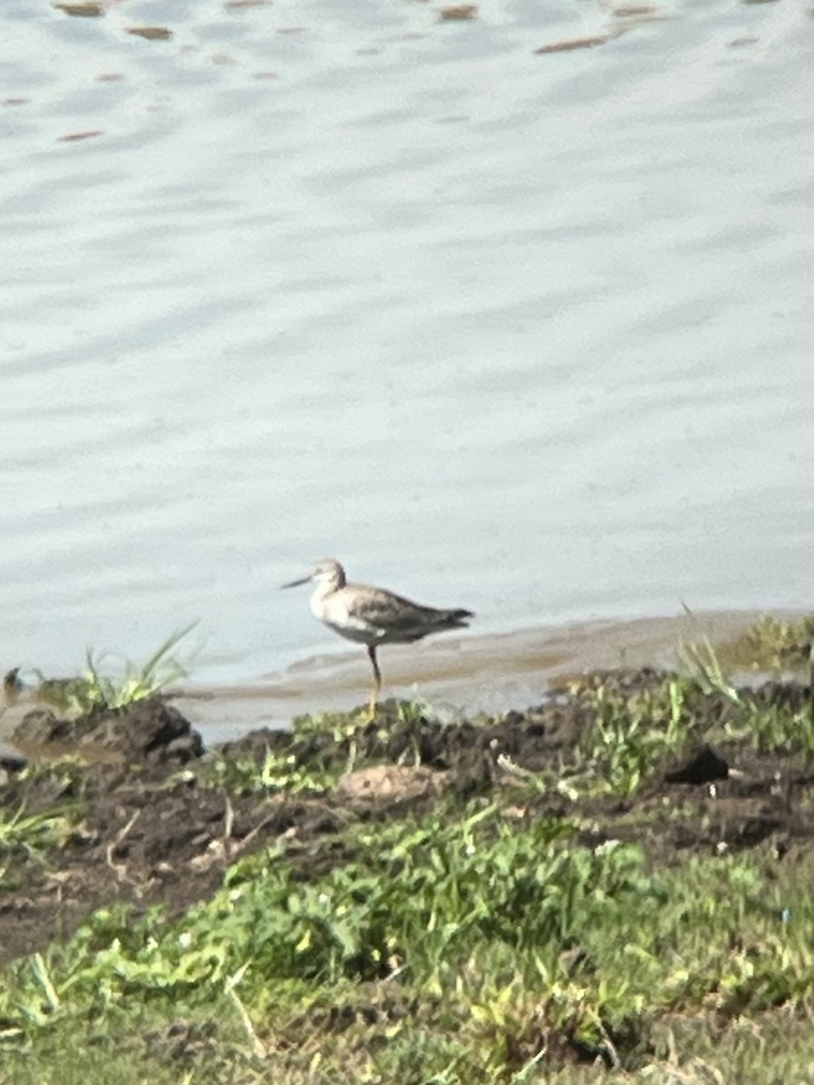 Greater Yellowlegs - ML635660842