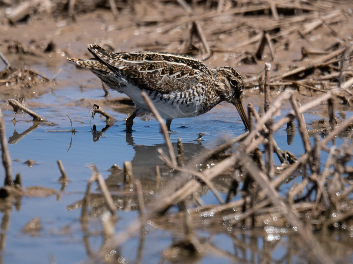 Wilson's Snipe - ML635660920
