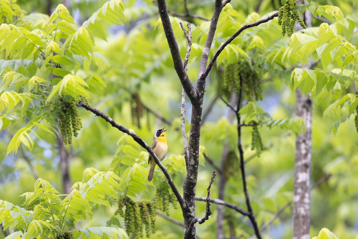 Common Yellowthroat - ML635660925
