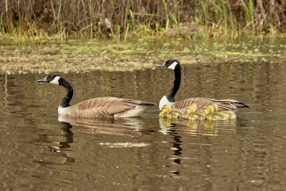 Canada Goose - ML635660927
