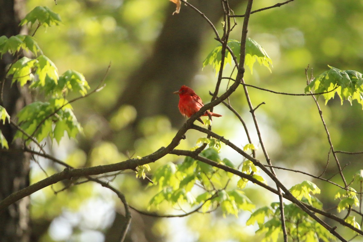Summer Tanager - ML635660994