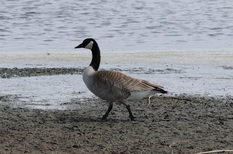 Canada Goose - ML635661038