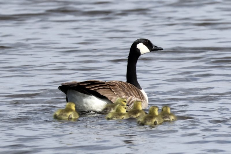 Canada Goose - ML635661062